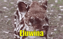 Eluwina Tapir GIF - Eluwina Tapir Laser GIFs