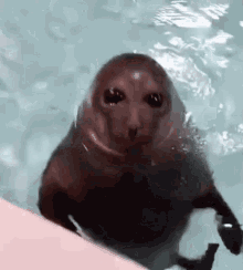 Seal Open GIF