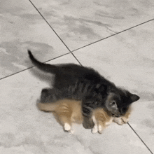 two kittens are laying on a tiled floor