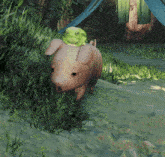 a pig with a frog on its head is walking in the grass