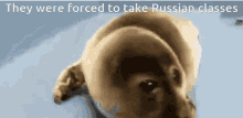 a picture of a dog with the words they were forced to take russian classes on the bottom