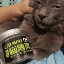 Cat Mint GIF
