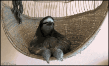 Cool Sloth GIF - Cool Sloth Cute GIFs