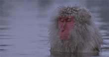 a monkey with a red face is swimming in the water with its eyes closed