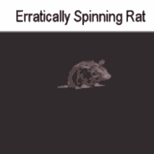 Erratically Spinning Rat Erratic GIF - Erratically Spinning Rat Erratic Spinning Rat GIFs