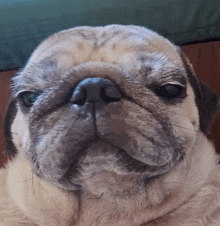 a close up of a pug dog 's face with a green background