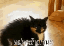 แมวกลัว ตกใจ ขนลุก ขนตั้ง GIF - Scared Cat Scaring Cat Bent Back GIFs