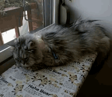 Gato Cat GIF - Gato Cat Tail Whip GIFs