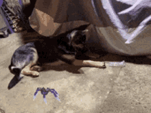 Dogs Love GIF - Dogs Love Spider GIFs