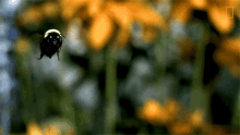 Hovering National Honey Bee Day GIF - Hovering National Honey Bee Day How Do Honeybees Get Their Jobs GIFs