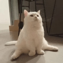 Cat Cute GIF - Cat Cute Sit GIFs