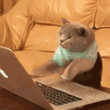 Typing Cat GIF - Typing Cat Busy GIFs
