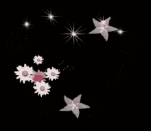 pink and white flowers are surrounded by sparkling stars on a black background .