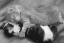 Kittens Cuddles GIF - Kittens Cuddles Cute GIFs