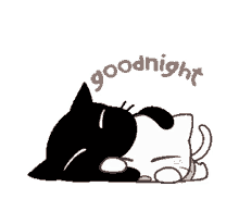 sleeping good night black cat white cat