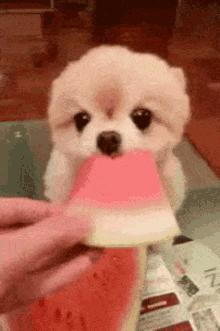 Funny Animals Cute GIF - FunnyAnimals Cute Dug - Discover & Share GIFs