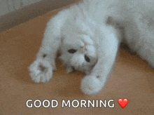 a white cat laying on its back with the words " good morning " below it