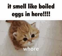 Boiled Eggs Boiled Eggs Cat GIF - Boiled Eggs Boiled Eggs Cat Cat GIFs