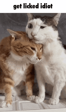 two cats are standing next to each other with the caption " get licked idiot "