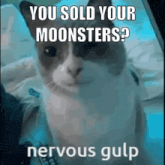 a cat is looking at the camera with a meme that says you sold your moonsters nervous gulp