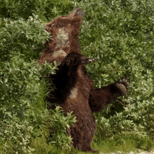 wipe grizzly bear robert e fuller rub swab