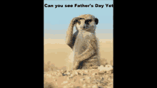 Can You See Fathers Day Yet Meerkat GIF - Can You See Fathers Day Yet Meerkat Its Coming GIFs