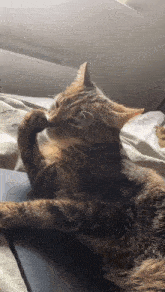 Cat Disgusted GIF - Cat Disgusted Alice GIFs