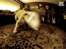 Dog Spinning In Circles GIF