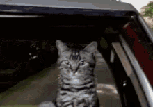 Bounce Cat GIF - Bounce Cat Cucumber Scare GIFs