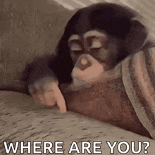a chimpanzee is laying on a couch and pointing at the camera with the words `` where are you ? ''