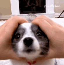 Smile The Pet Collective GIF - Smile The Pet Collective Happy GIFs