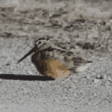 Animals Funny GIF - Animals Funny Funky GIFs