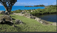 Island Tortoise GIF - The Bachelorette Tortoise Island GIFs