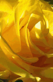 Yellow Yellowy GIF - Yellow Yellowy Gold GIFs