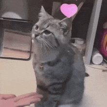 a cat with a pink heart on its head is sitting on a table .