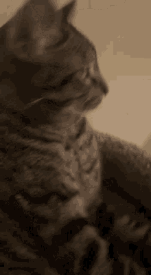 Kynzies Cat GIF