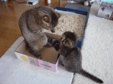 Cats I Boop You GIF - Cats I Boop You Cute Fight GIFs