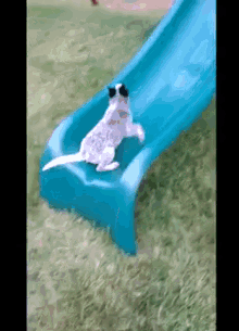 dog slide fail cute