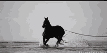 Black Horse GIF - Black Horse Sea GIFs