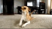Wait For Me! GIF - Dog Lazy Crawl GIFs