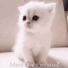 a white kitten is sitting on a couch with a caption in russian that says " maca budet pleite "