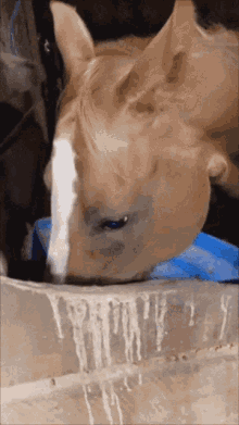 Horse Riding Surprised Face GIF - Horse Riding Surprised Face Angry GIFs