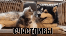 счастливы котёнок собака играют GIF - Happy Kitten Dog GIFs