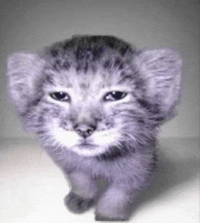a kitten with a sad look on its face looks like a lion