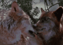 Love Cuddle GIF - Love Cuddle Wolf GIFs