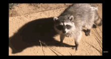 Act Natural Raccoon GIF