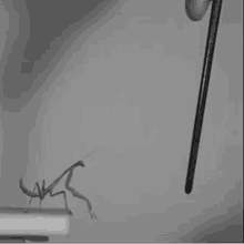Mantis Praying GIF - Mantis Praying Stripper GIFs