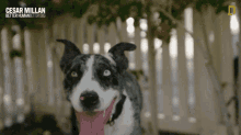 Panting Cesar Millan Better Human Better Dog GIF - Panting Cesar Millan Better Human Better Dog Dog GIFs