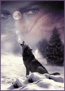 wolf moon snow cold wild animal