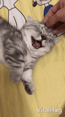 Kitten Viralhog GIF - Kitten Viralhog Cat GIFs